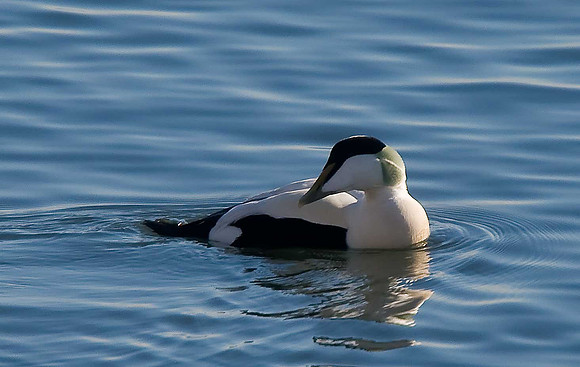 Eider
