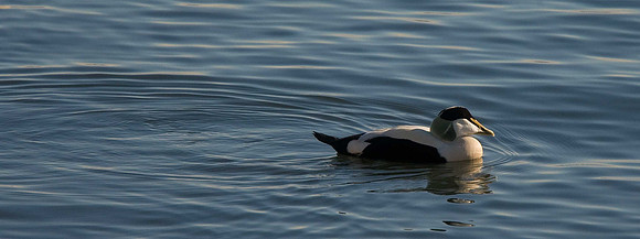 Eider