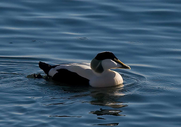 Eider