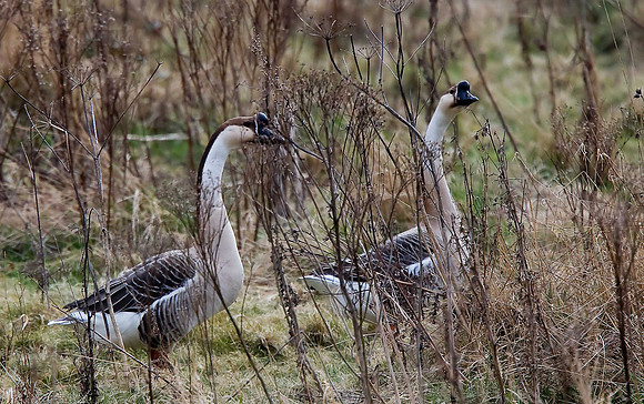Swan Geese