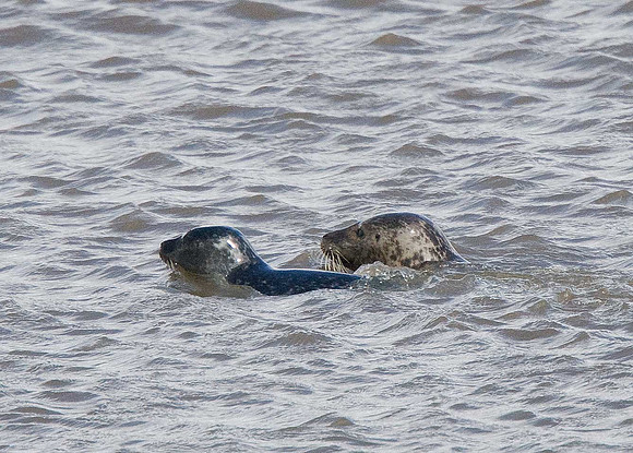 Grey Seals