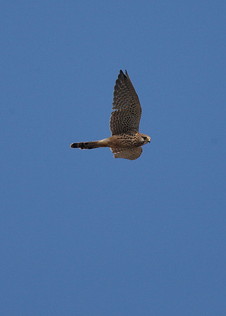Kestrel