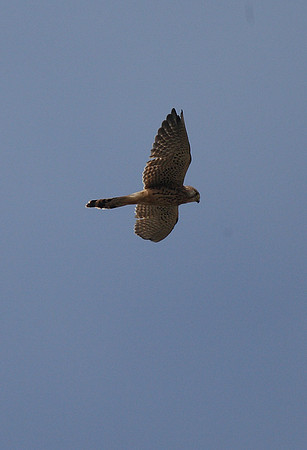 Kestrel