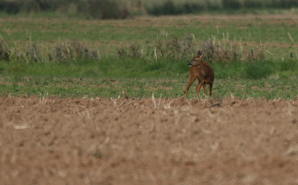Roe Deer
