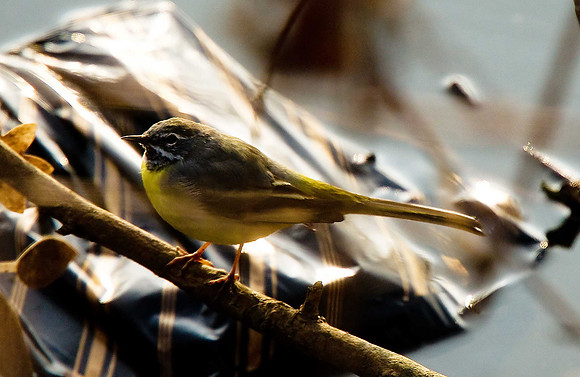 Grey Wagtail