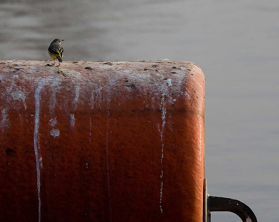 Grey Wagtail