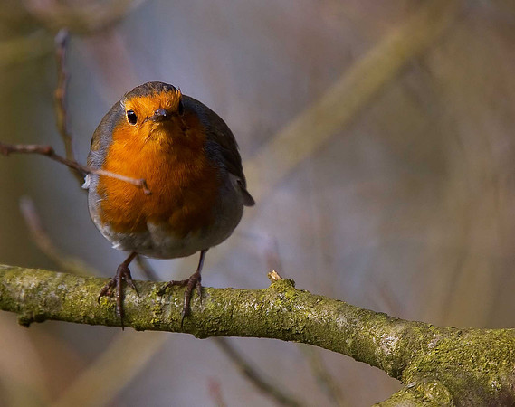 Robin