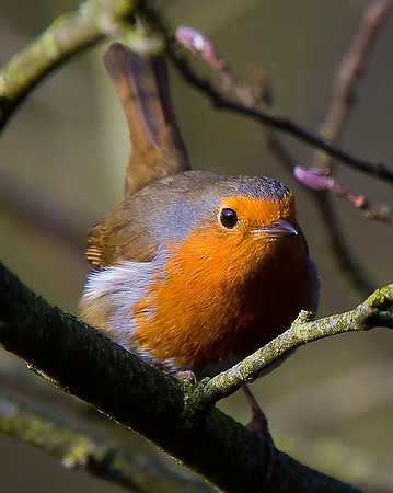 Robin