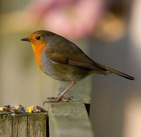 Robin