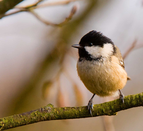 Coal Tit