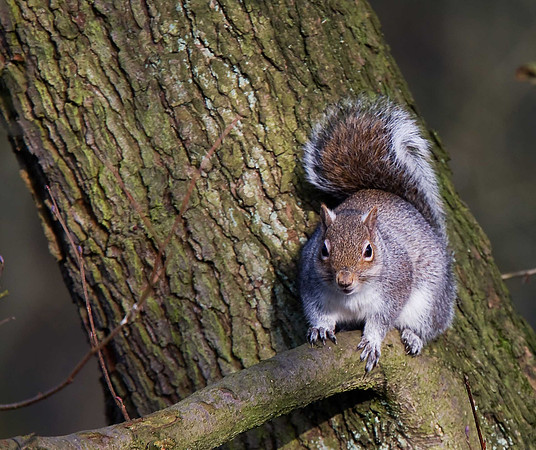 Grey Squirrel