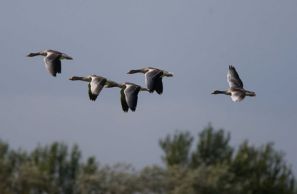 Greylag Geese