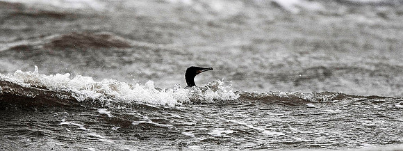 Cormorant