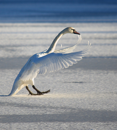 Mute Swan