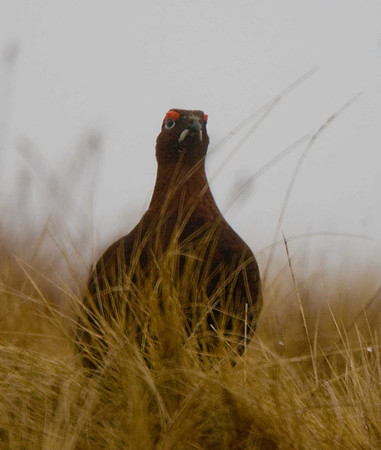 Red Grouse