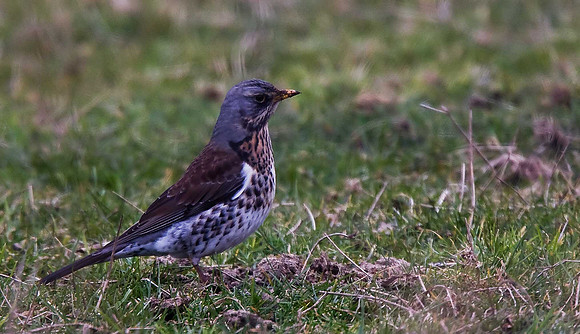 Fieldfare