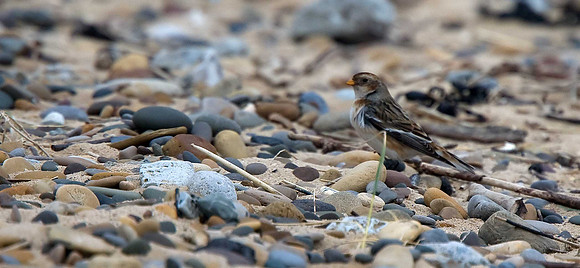 Snow Bunting