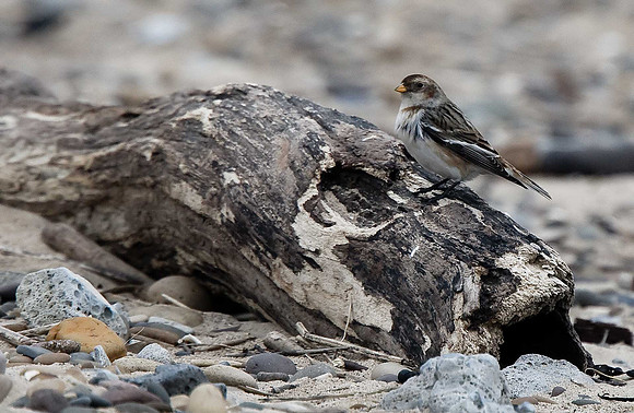Snow Bunting