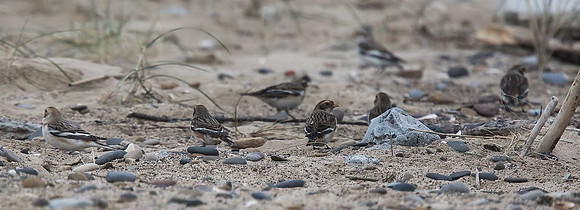 Snow Bunting