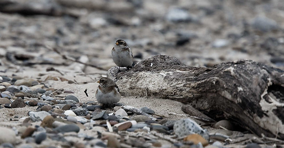 Snow Bunting