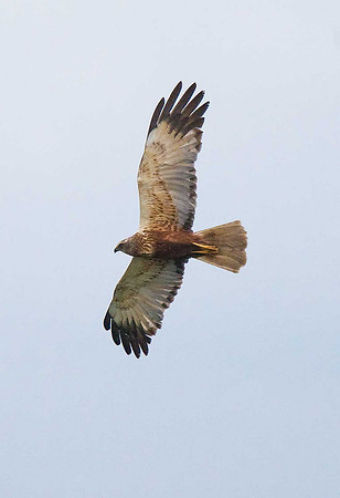 Marsh Harrier