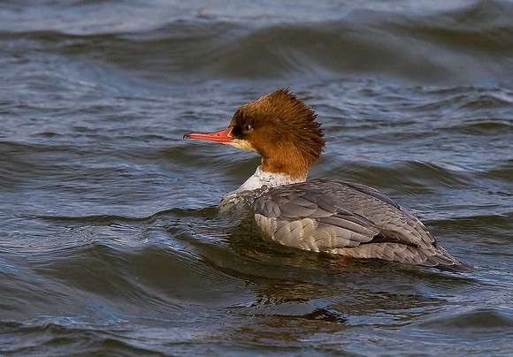 Goosander