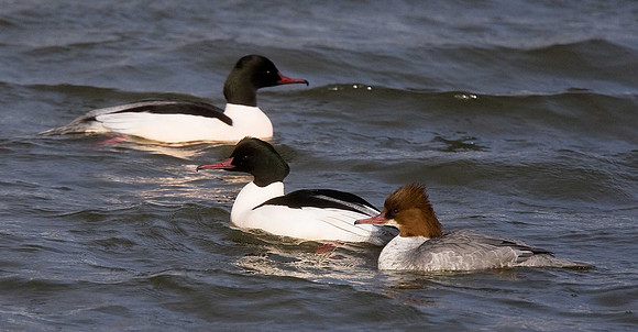 Goosander