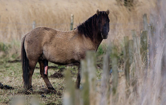 Konik Pony