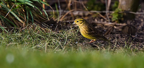Yellowhammer
