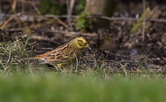 Yellowhammer