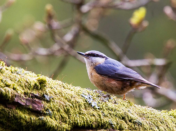 Nuthatch