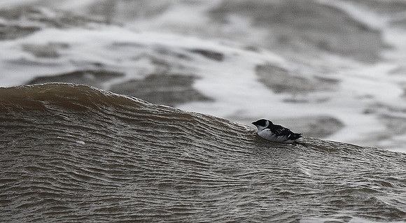 Little Auk