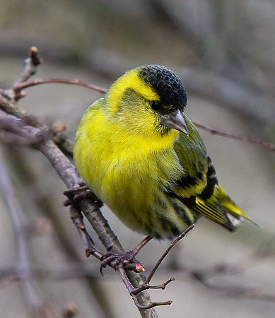 Siskin