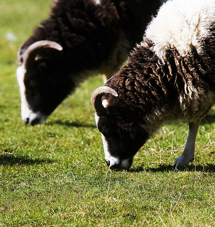 Jacob's Sheep