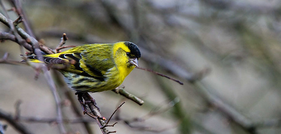 Siskin