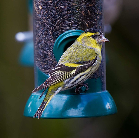 Siskin