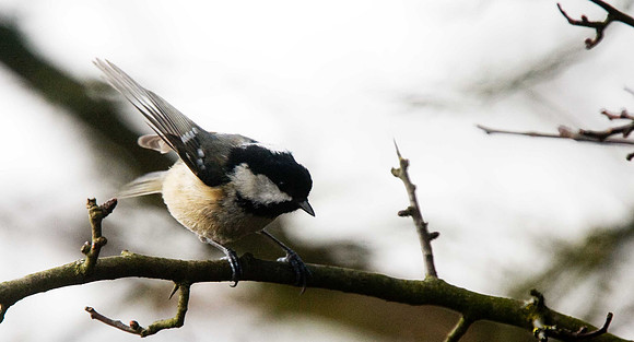 Coal Tit