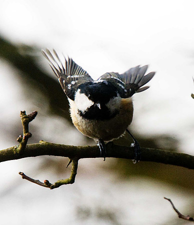 Coal Tit