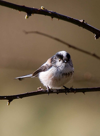 Long-tailed Tit