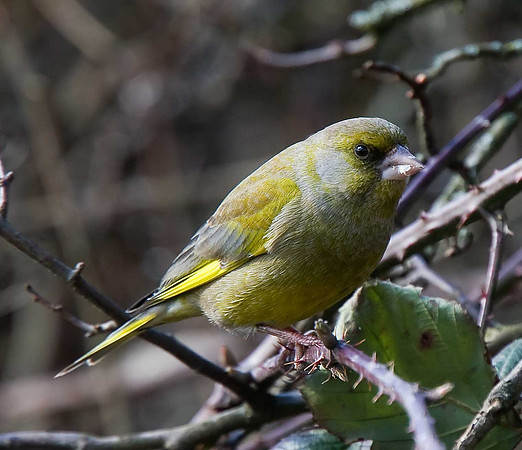 Greenfinch