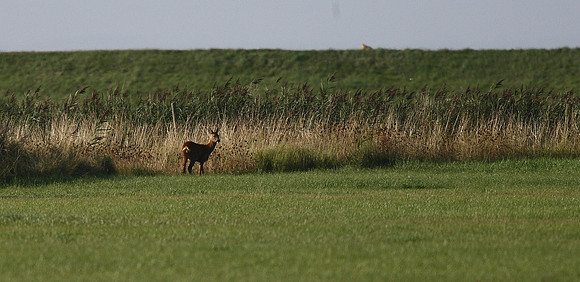 Roe Deer