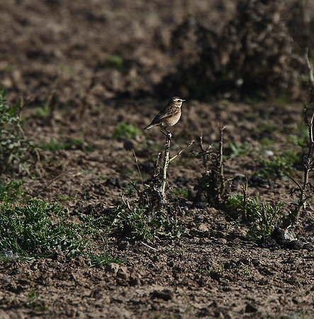 Whinchat