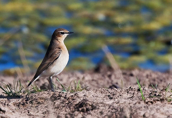 Wheatear