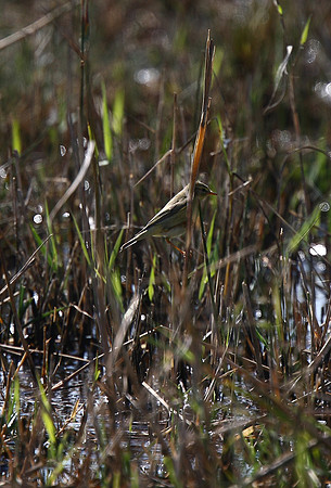 Willow Warbler