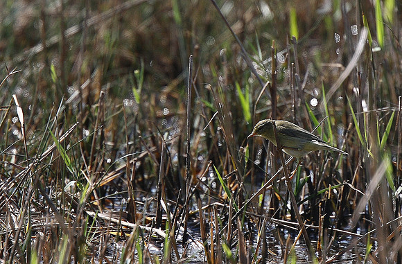 Willow Warbler