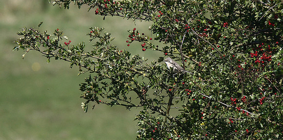 Barred Warbler