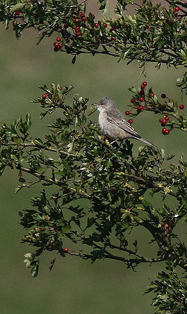 Barred Warbler