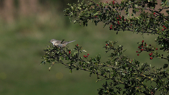 Barred Warbler