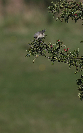 Barred Warbler