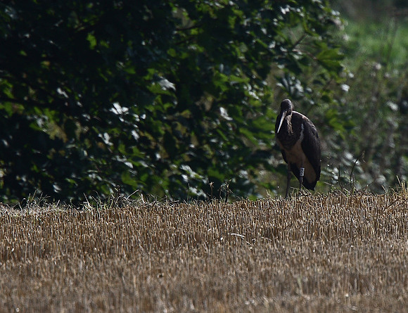 Black Stork